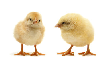 Obraz premium dwa żółte kurczaki