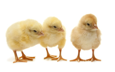 a group of easter chicken