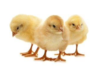 fluffy yellow easter chicken