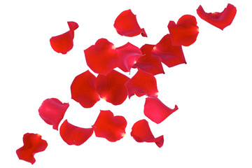 Red Rose petals isolated on white background
