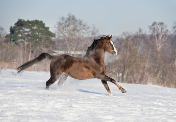 Fototapeta na wymiar brązowy koń biegnie wolny