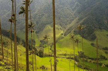 Poster Wax palm trees of Cocora Valley, colombia © javarman