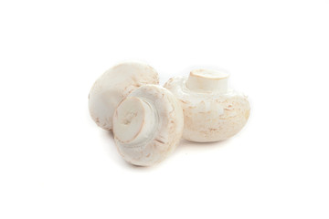 Champignon on white backround