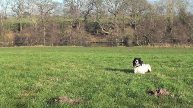 Dog in the fields