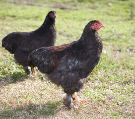 Black chicken pair