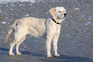 golden retriever à l'affut