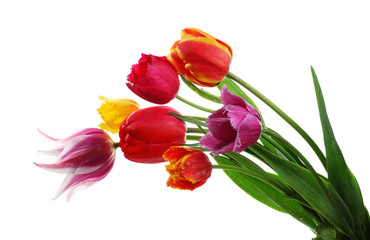 Fototapeta premium Tulips isolated on white