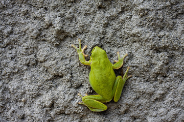 Green frog on stone texture
