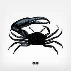 Engraving vintage crab.
