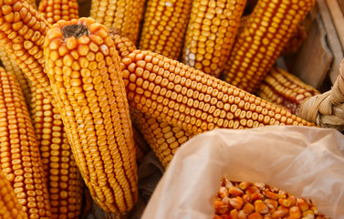 dry ear corn in market stand