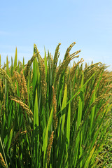rice scenery