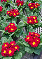 Naklejka premium Group of red primroses in bloom