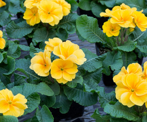 Group of yellow primroses in bloom