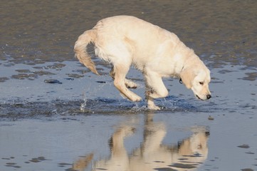 golden retriever jouant dans l'eau