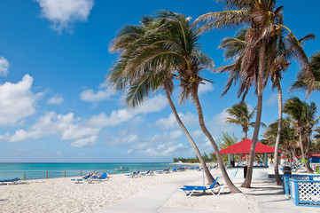 Tropical palm beach