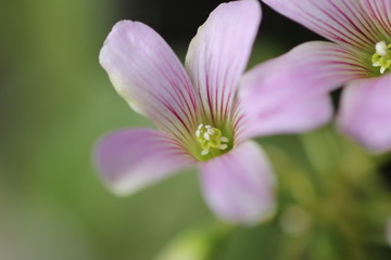 Fototapeta premium ムラサキカタバミ