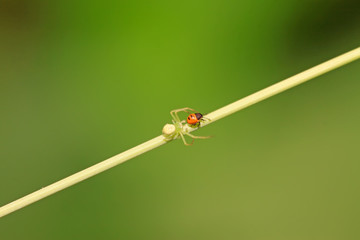 crab spider and stinkbug © zhang yongxin