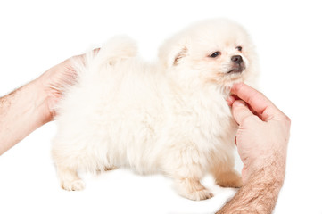 Pomeranian Spitz puppy on a white background