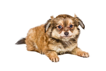 Spitz puppy in front of white background . Pomeranian dog isolat