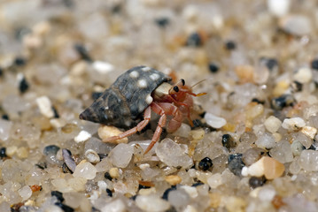 Hermit crab crawling on the beach gravels
