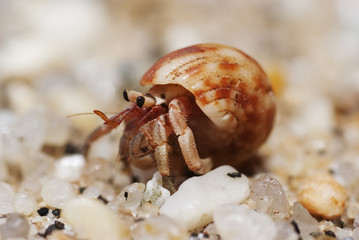 Hermit crab crawling on the beach gravels