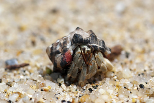Hermit crab crawling on the beach gravels