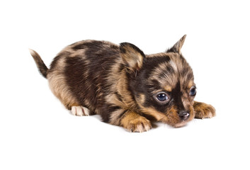 chihuahua puppy in front of a white background