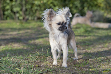 Chihuahua