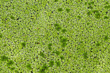 Lemna perpusilla   Torrey, kind of water plant