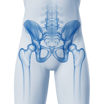 H&uuml;fte-Anatomie - 3D Grafik