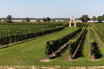 Fototapeta na wymiar Vignobles, vignes