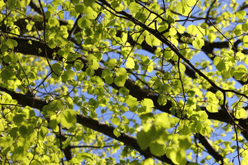 Frühling, hellgrünes Laub