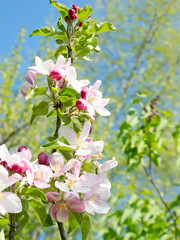 Fototapeta premium Apple garden