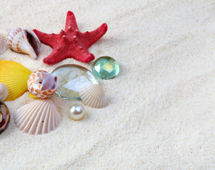 Fototapeta na wymiar sea shells on sand