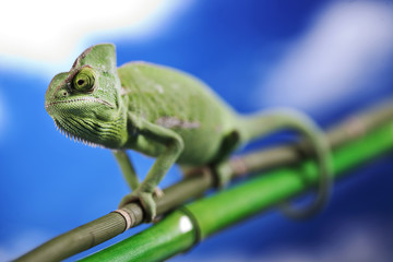 Green chameleon on bamboo