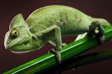 Green chameleon on flower