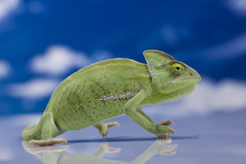 Green chameleon