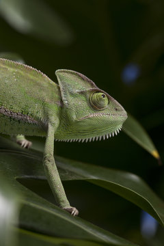 Green chameleon on leaf