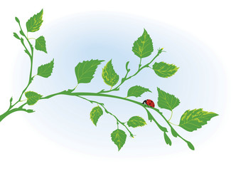 branch of birch and ladybird
