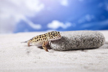 Gecko on rock