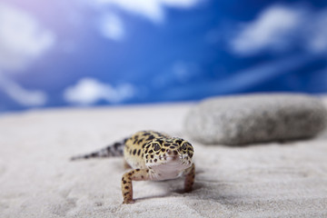 Gecko on rock