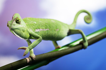 Green chameleon on bamboo
