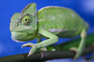 Green chameleon on bamboo