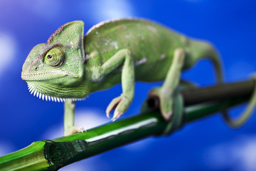 Green chameleon on bamboo