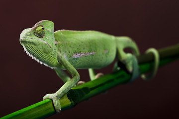 Green chameleon on bamboo
