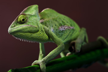 Green chameleon on bamboo © BrunoWeltmann