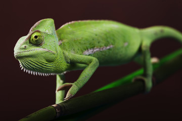 Green chameleon on bamboo
