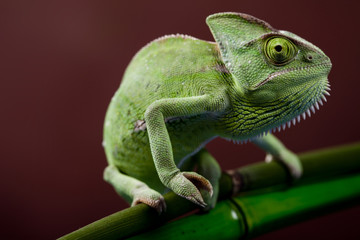 Obraz premium Green chameleon on bamboo