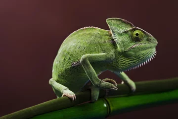 Foto op Plexiglas Kameleon Groene kameleon op bamboe