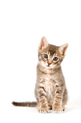 Obraz premium Kitten